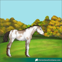 Horse Color:Liver Red Dun Sabino Frame Appaloosa