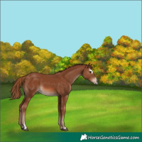 Horse Color:Chestnut Sabino 