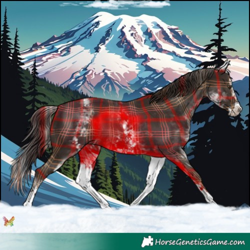 Horse Color:Plaid  White Spotted Liver Chestnut Splash 