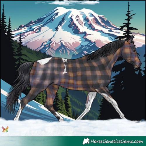 Horse Color:Plaid  Bay Tobiano 