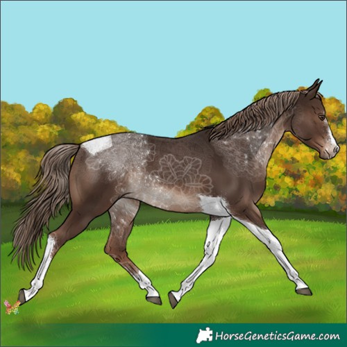 Horse Color:Liver Chestnut Tobiano 