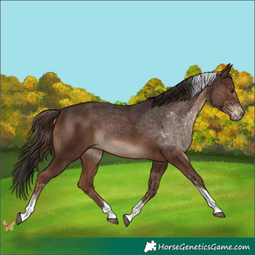 Horse Color:Liver Chestnut Tobiano 