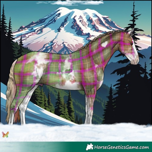 Horse Color:Plaid  White Spotted Chestnut Splash 