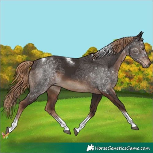 Horse Color:Liver Chestnut Tobiano 