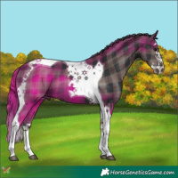 Horse Color:Plaid Black Splash Tobiano