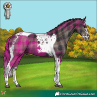 Horse Color:Plaid  Black Splash Tobiano 