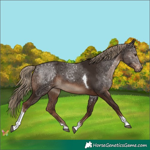 Horse Color:Liver Chestnut Tobiano 