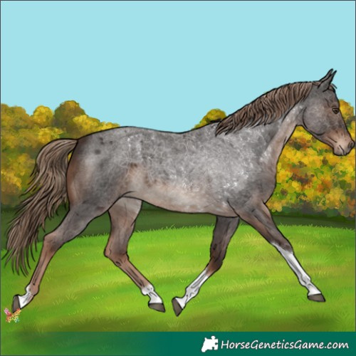 Horse Color:Liver Red Roan Tobiano 