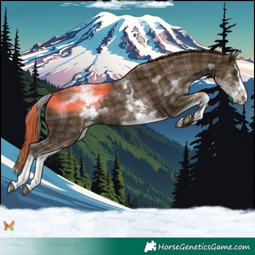Horse Color:Plaid White Spotted Liver Chestnut Splash