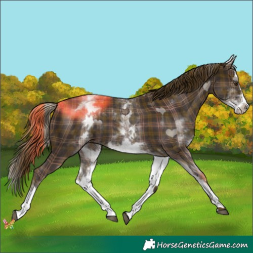 Horse Color:Plaid White Spotted Liver Chestnut Splash