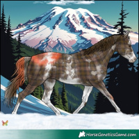 Horse Color:Plaid  White Spotted Liver Chestnut Splash 