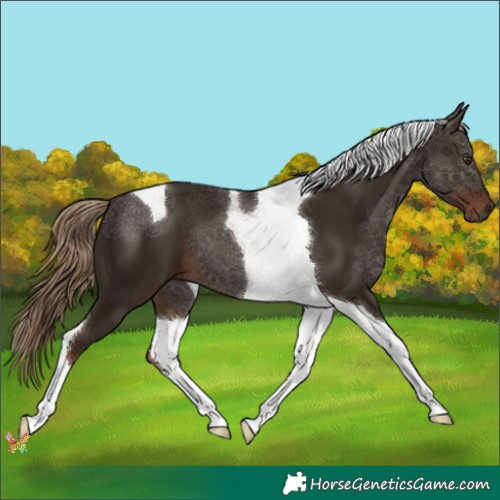 Horse Color:Liver Chestnut Tobiano 