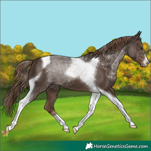 Horse Color:Liver Chestnut Tobiano 