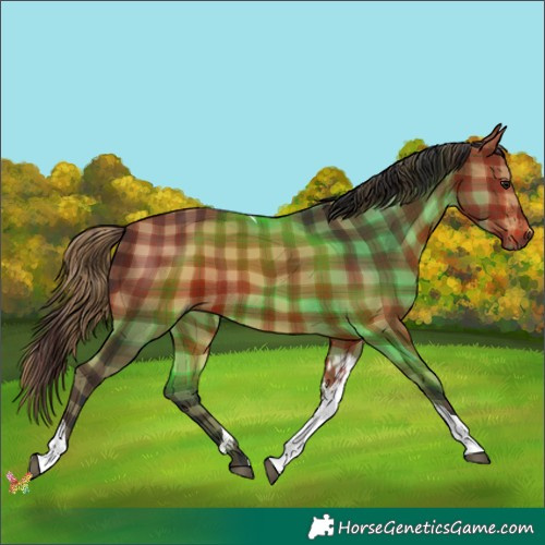 Horse Color:Plaid  Bay Tobiano 