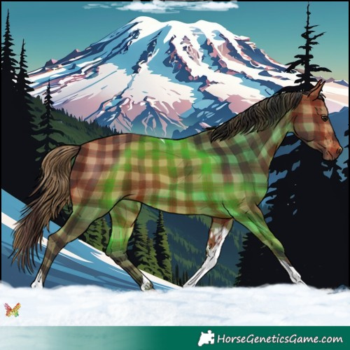 Horse Color:Plaid  Bay Tobiano 