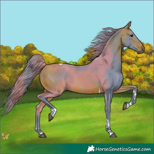 Horse Color:Watercolor Bay Tobiano 