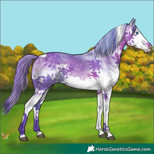Horse Color:Watercolor White Spotted Bay Splash Tobiano 