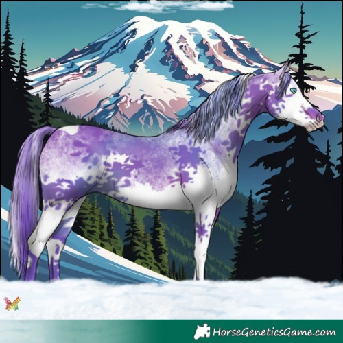 Horse Color:Watercolor White Spotted Bay Splash Tobiano 