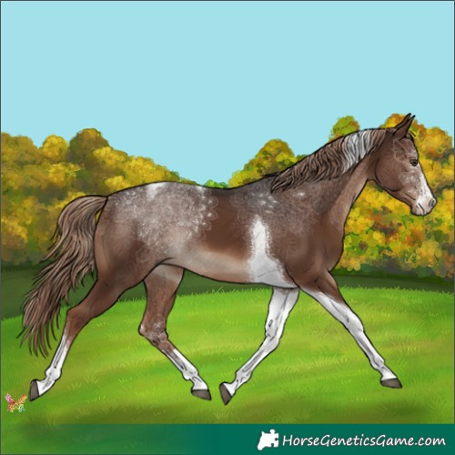 Horse Color:Liver Chestnut Tobiano 