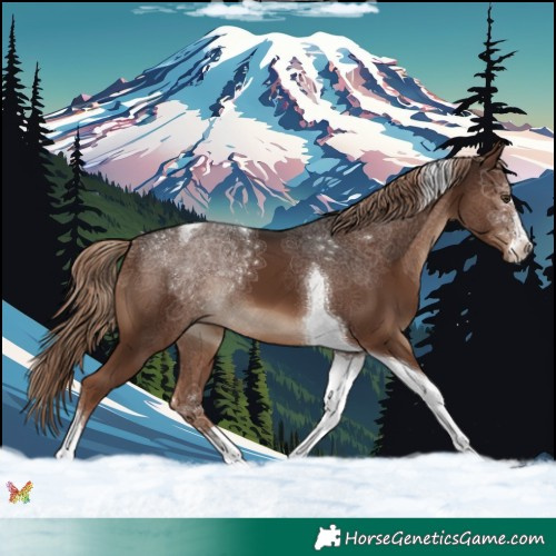 Horse Color:Liver Chestnut Tobiano 