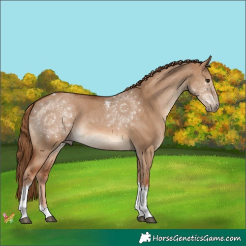 Horse Color:Red Dun Tobiano 