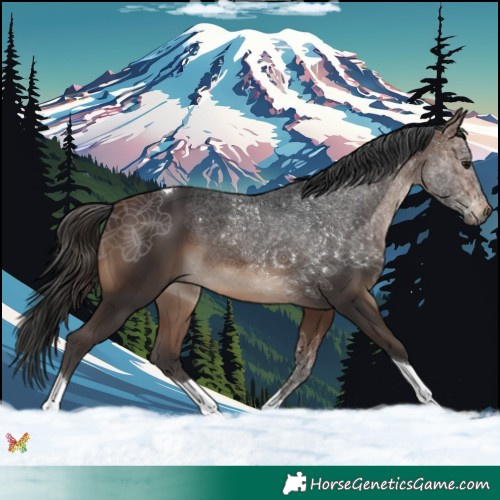 Horse Color:Brown Tobiano 