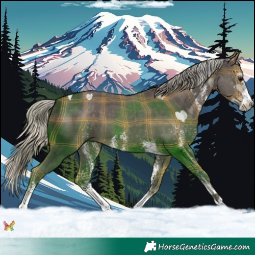 Horse Color:Plaid  White Spotted Silver Smoky Black Tobiano 