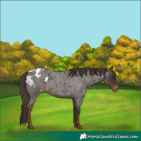 Horse Color:Liver Red Roan Appaloosa Rabicano 