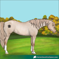 Horse Color:Liver Red Dun Pearl Varnish Rabicano 