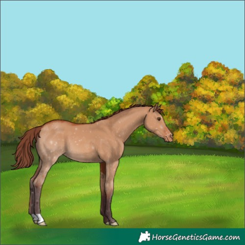 Horse Color:Chocolate Bay Dun Appaloosa 
