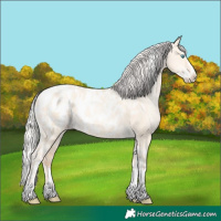 Horse Color:Silver Amber Champagne Pearl Dun Tobiano Appaloosa Rabicano and Silver Amber Champagne Pearl Dun Splash Tobiano Appaloosa Rabicano