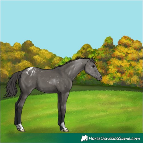 Horse Color:Grullo Appaloosa 