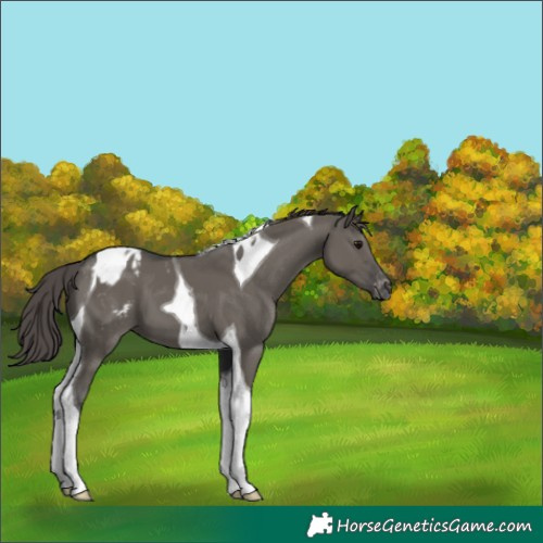 Horse Color:Grullo Tobiano Appaloosa 