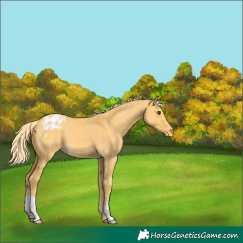 Horse Color:Palomino Dun Appaloosa 
