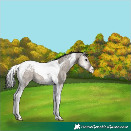 Horse Color:Grullo Ice Onyx Tobiano Appaloosa 