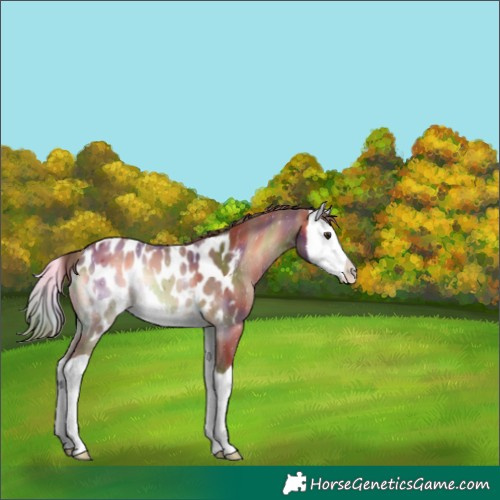 Horse Color:Nacre Red Onyx Splash Appaloosa 