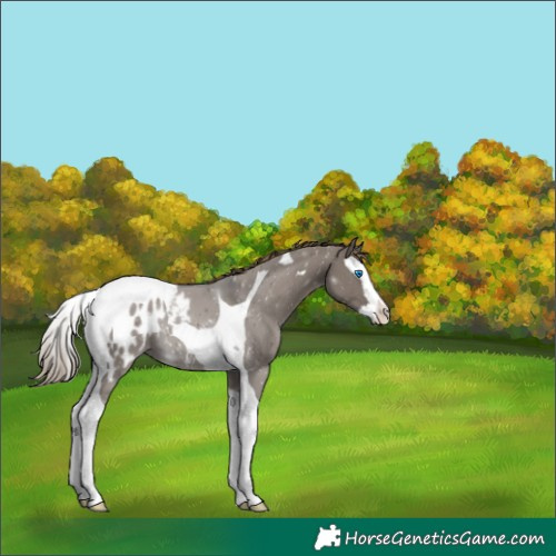Horse Color:Smoky Grullo Splash Tobiano Appaloosa 