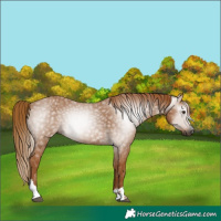 Horse Color:Gray Chestnut