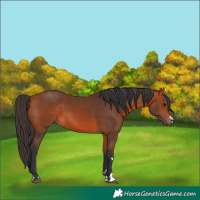 Horse Color:Bay 