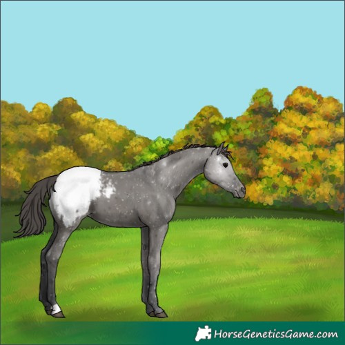 Horse Color:Grullo Appaloosa 