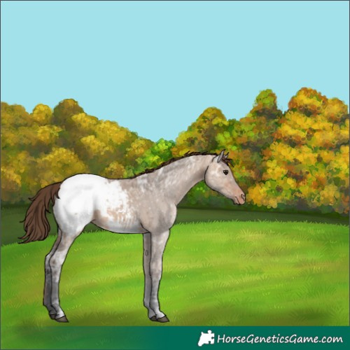 Horse Color:Bay Ice Dun Appaloosa 