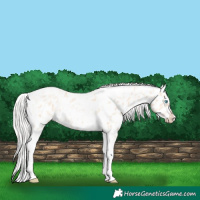 Horse Color:Silver Amber Champagne Pearl Dun Tobiano Varnish Rabicano  and Silver Amber Champagne Pearl Dun Tobiano Near Leopard Rabicano 