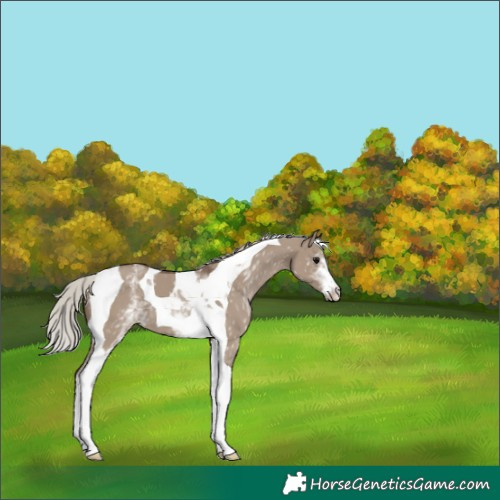 Horse Color:White Spotted Silver Grullo Tobiano
