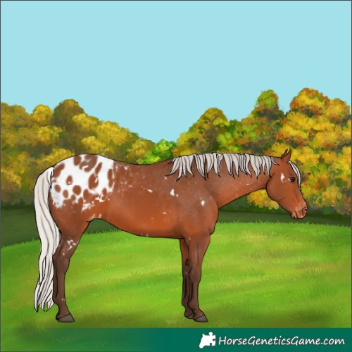 Horse Color:White Spotted Silver Brown Appaloosa 