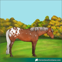 Horse Color:White Spotted Silver Brown Appaloosa 