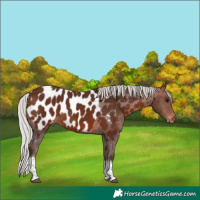 Horse Color:Silver Bay Tobiano Near Leopard 