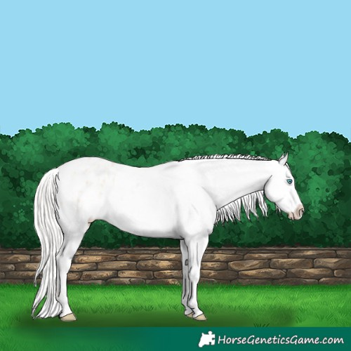 Horse Color:Silver Amber Champagne Pearl Dun Tobiano Appaloosa Rabicano  and White Spotted Silver Amber Champagne Pearl Dun Tobiano Appaloosa Rabicano 