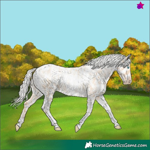 Horse Color:Silver Amber Champagne Pearl Dun Tobiano Near Leopard Rabicano and Silver Amber Champagne Pearl Dun Tobiano Near Leopard Rabicano