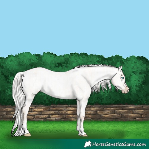 Horse Color:Silver Amber Champagne Pearl Dun Tobiano Varnish Rabicano and Silver Amber Champagne Pearl Dun Tobiano Varnish Rabicano