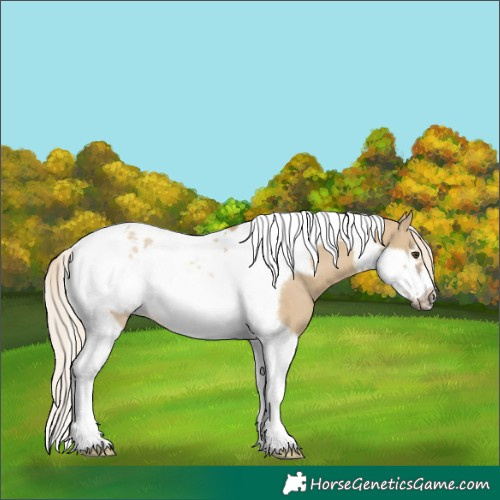 Horse Color:Chocolate Palomino Dun Tobiano Frame 